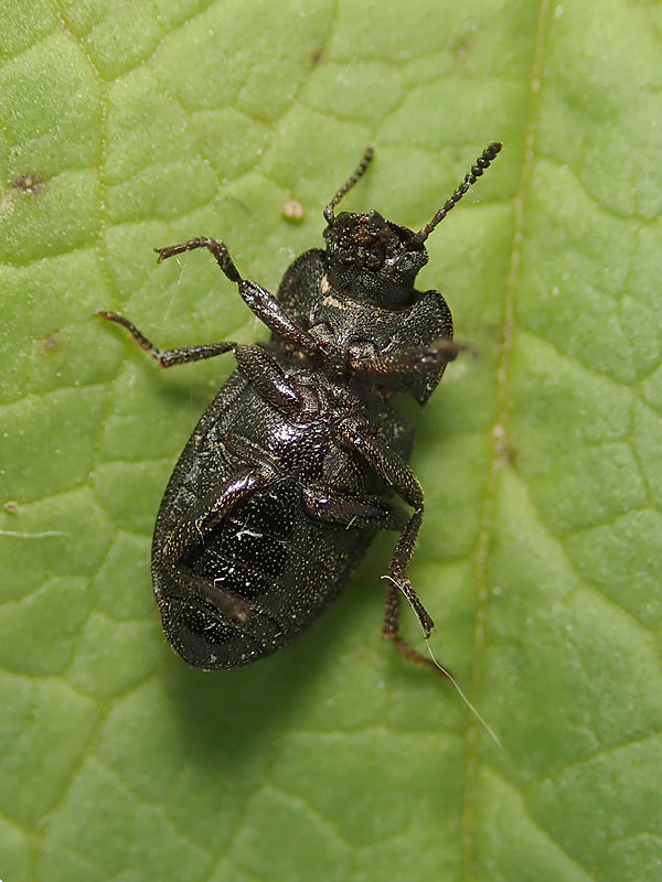 Tenebrionidae: Gonocephalum? S. Gonocephalum granulatum ssp. nigrum